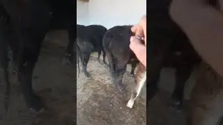 малдар  сатылат тел:0504261282