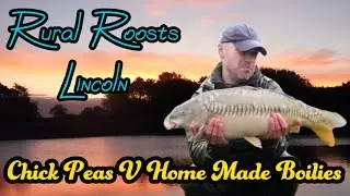 Catching Carp - Chick Peas V’s Home Made Boilies (Rural Roosts Lincoln)