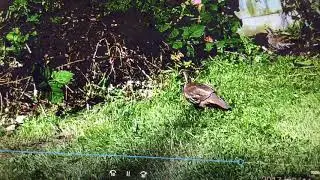 My garden life Episode 1