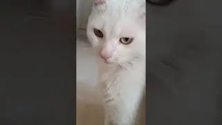 #рекомендации #cat #реки #catlover #music #cute #funny
