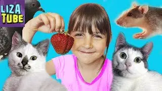 My morning 😊 STRAWBERRY SUMMER 🍓 Lisa and Pets 🌸 LizaTube
