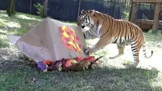 Big Cats VS Boxes