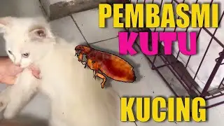 DETICK  PEMBASMI KUTU KUCING