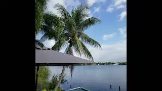 BIG CAT 305 New Miami Location Cooking Ribs #shorts