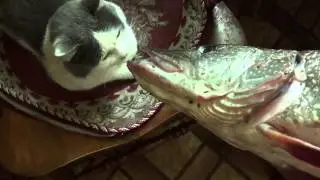 кот не любит щуку