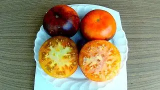 Beauty King + P20. Tomato - Beauty King + P20