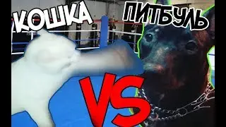 Faina pitbull, cat vs dog, fight.