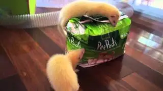 Girls Playing with Pee Pads