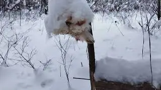 The Sakhalin Trap, January 4, 2022