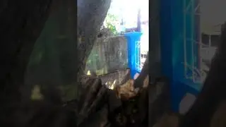 Parah!!mesum di bawah pohon😁