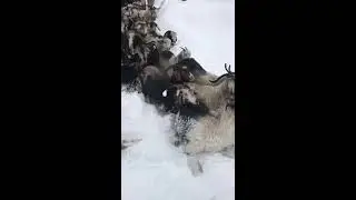 O günlere az kaldı #Shorts