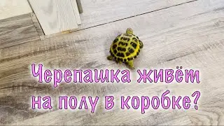ВСЁ О ПРАВИЛЬНОМ СОДЕРЖАНИИ СУХОПУТНОЙ ЧЕРЕПАХИ.