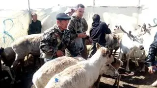 Вакцинация оленей от сибирской язвы в Панаевской тундре