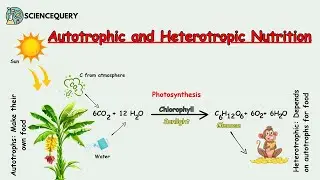 Autotrophic and Heterotropic Nutrition