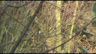 IJsvogel