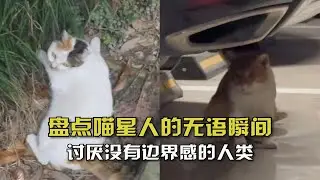 盘点喵星人的无语瞬间！小猫也有大烦恼，猫：讨厌没有边界感的人类