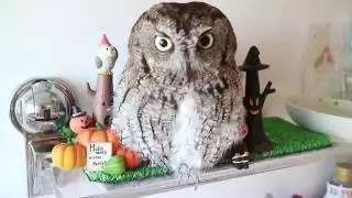 Happy Halloween / フクロウのくうちゃん、お気に入りの棚ハロウィン飾り付け
