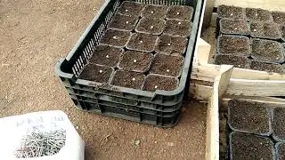 Получение качественной рассады с ЗКС.