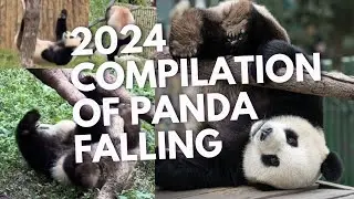 2024 Compliation of Panda falling #newsdigests #pandas #clumsy #cute #amazing