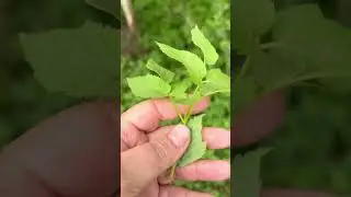 What is Goutweed? 