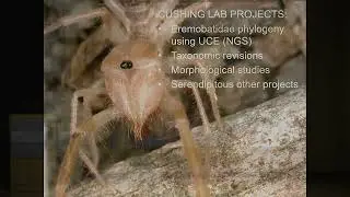 Science Division Pop-Up Lecture: Camel Spiders - 20 Years of Research