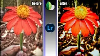 |flower mobile editing & lighronm color grading |#lightroom snapseed edting