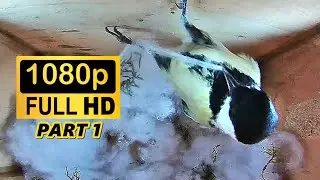 Great Tit Nesting Box -  Nest Building - Part 1