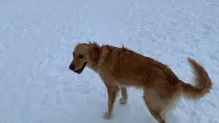 Golden Retriever Dog Park! Canada Winter! [4K]