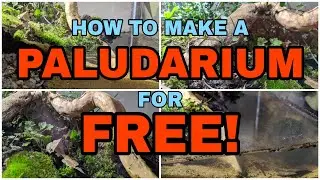 Making a FREE Paludarium for Frogs