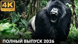 WILD CONGO | Lair of the Largest Gorilla | Nature Documentary