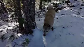 ПОДЪЁМ НА ВЕРШИНУ ГОРЫ - ТЯЖКО!!!