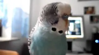 Кузичка