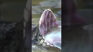 Ейск- змей в воде. Не шахматная гадюка, а водяной уж.