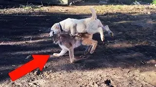 СОБАКА РАЗДАВИЛА РЫСЬ! Среднеазиатская овчарка Тайпан, рысь Умка и Маня, летняя прогулка