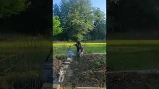 Relaxing morning putting compost on my new planted okra 