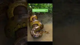 Why you should never swim in the river alone 😱 