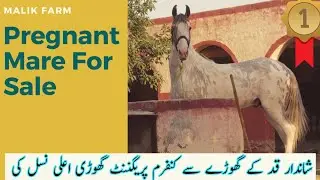 Nukri ChapyDaar | Pregnant Mare | Malik Farm