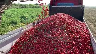Tomato harvest