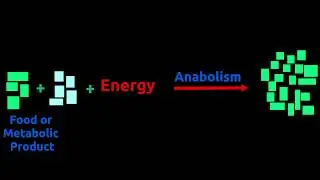 Catabolism and Anabolism : How does body produce energy and use it for growth ?