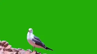 birds green screen video, seagull green screen 4k free