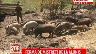 FERMA DE MISTRETI DE LA ALUNIS