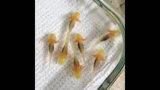 Cute Baby Golden Axolotls