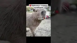 ᵐ ᵉ ᵐ ᵉ  ¹²⁵ #мем #мемы #ржака #смехдослез #прикол #приколы #лучшее #рекомендации #short