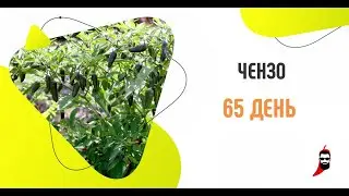 ШПИОН РАСКРЫТ. Острый перец Чензо на 65 день.