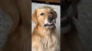 When your dog loves food more than they love you 🐶 