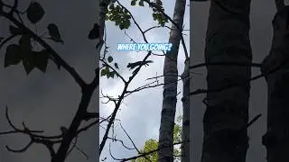 SQUIRREL!! Pt 46 #squirrel #squirrelvideo #squirrellover #squirrels #nature #cuteanimal #babyanimals