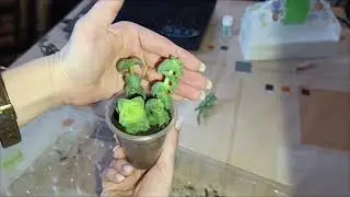 Розмножаю суккуленты🌵💦#хозяйничаемвместе #kvitka #суккуленты