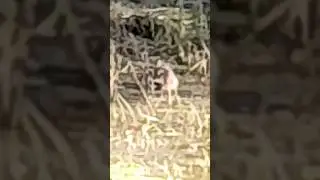 Waschbär auf der Reisinsel Mannheim