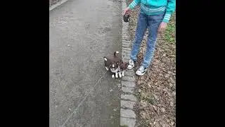 Щенки чихуахуа длинношерстные 2.5 месяца