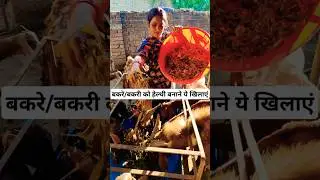 बकरे बकरी को हेल्थी बनाने ये खिलाएं।।#silage2024 #bakrifarming  #chhattisgarh #omprakashausar